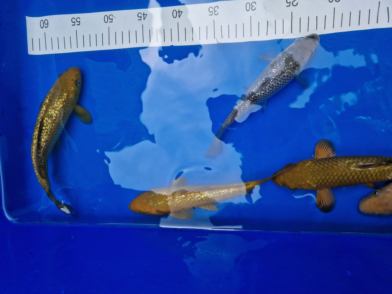 Japanse koi