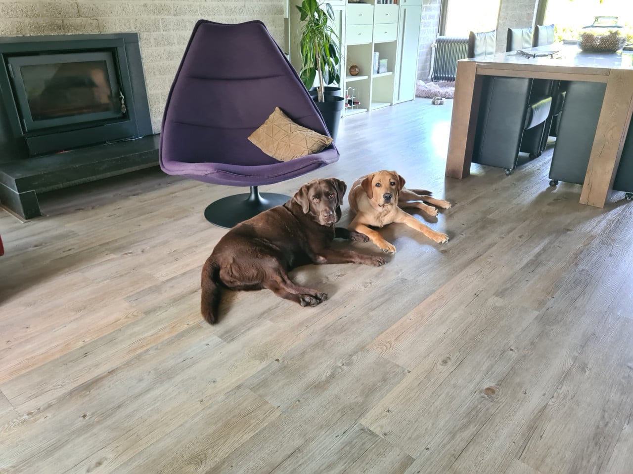 Lief Labrador-duo zoekt een warm en liefdevol thuis.