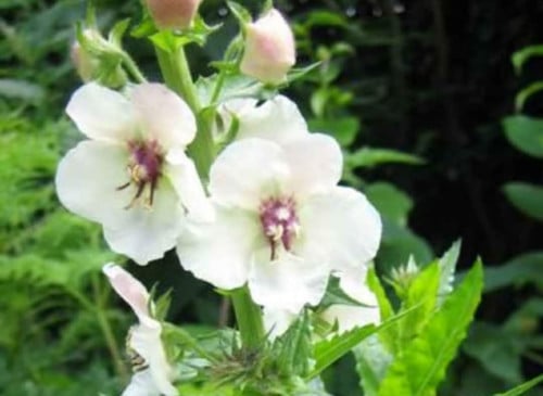 Mottenkruid