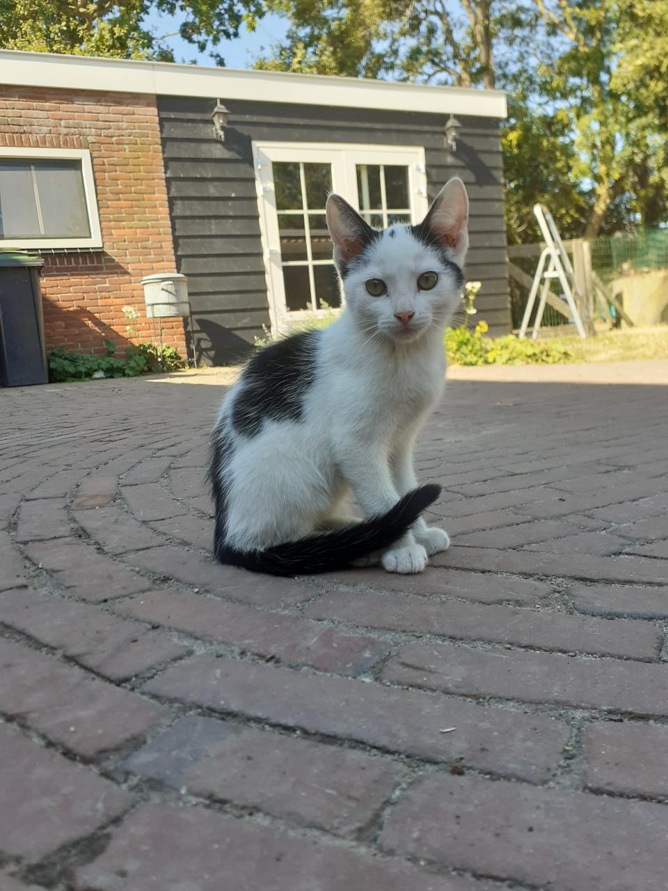 Lieve, makkelijke kittens