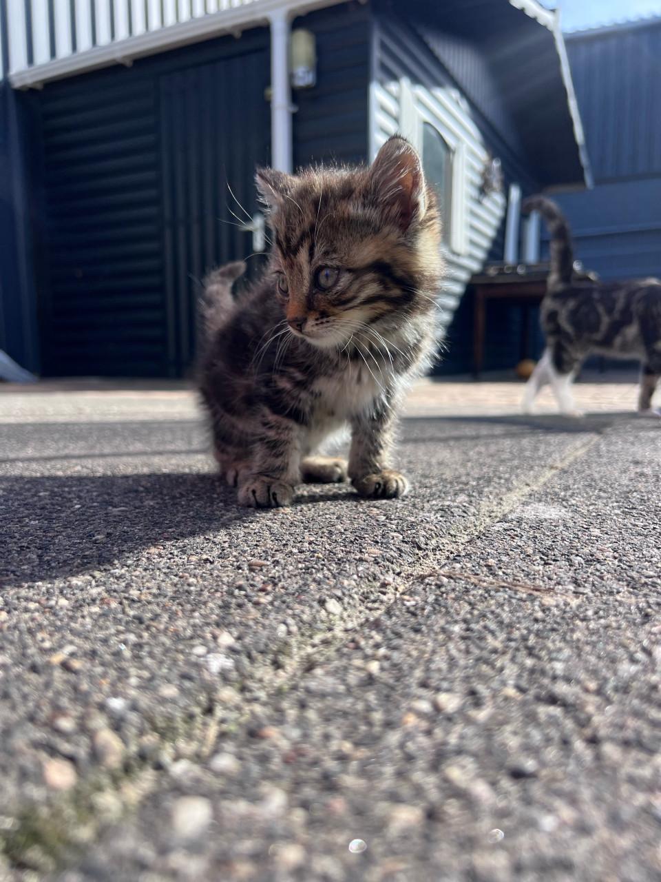 Relaxte kittens te koop