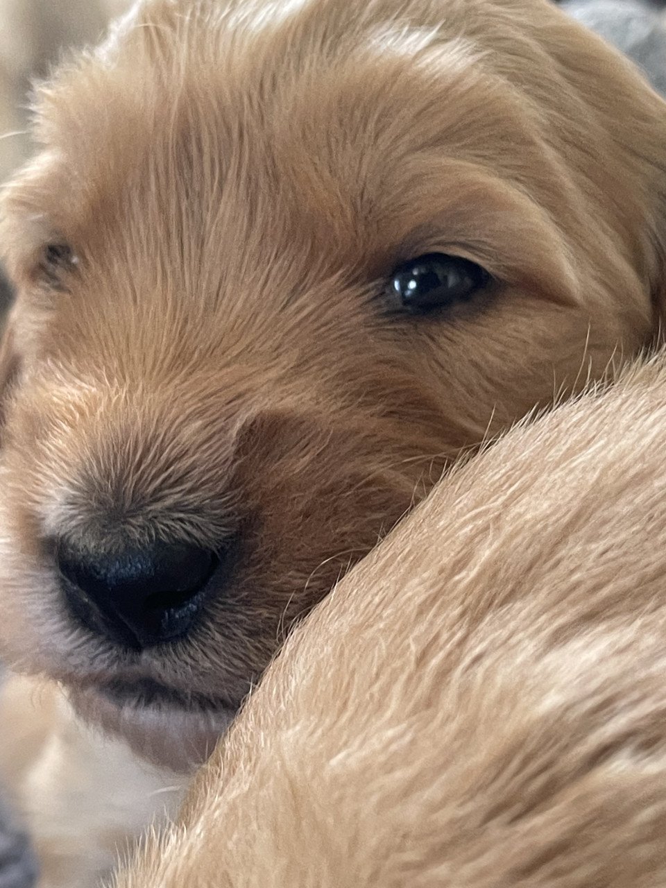 Mooie pups Golden retriever x Labradoodle