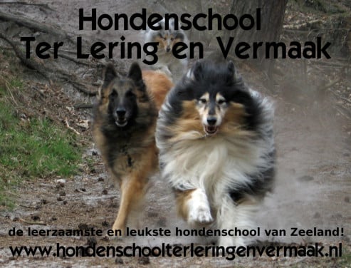Hondenschool ter lering en vermaak