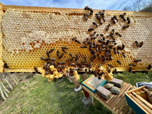 Te Koop Bijen volkjes