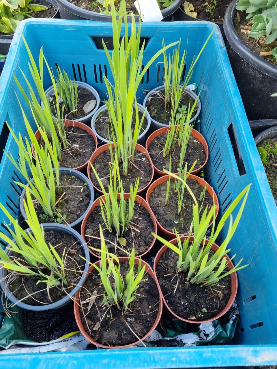 Paarse irissen (smal blad)