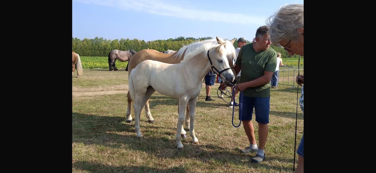 Haflinger merrie veulen