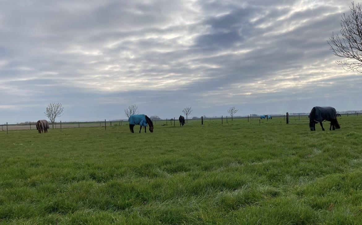 Paardenstalling per direct