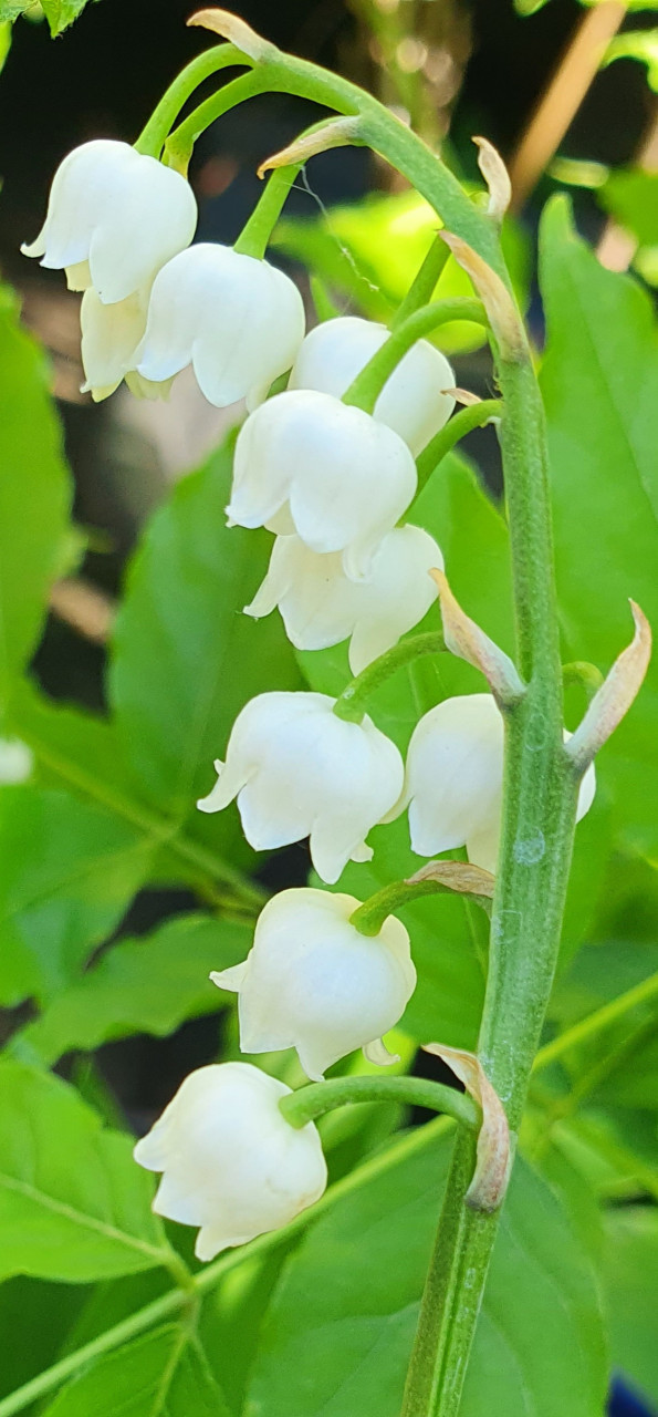 Lelietje-van-Dalen en Hosta's