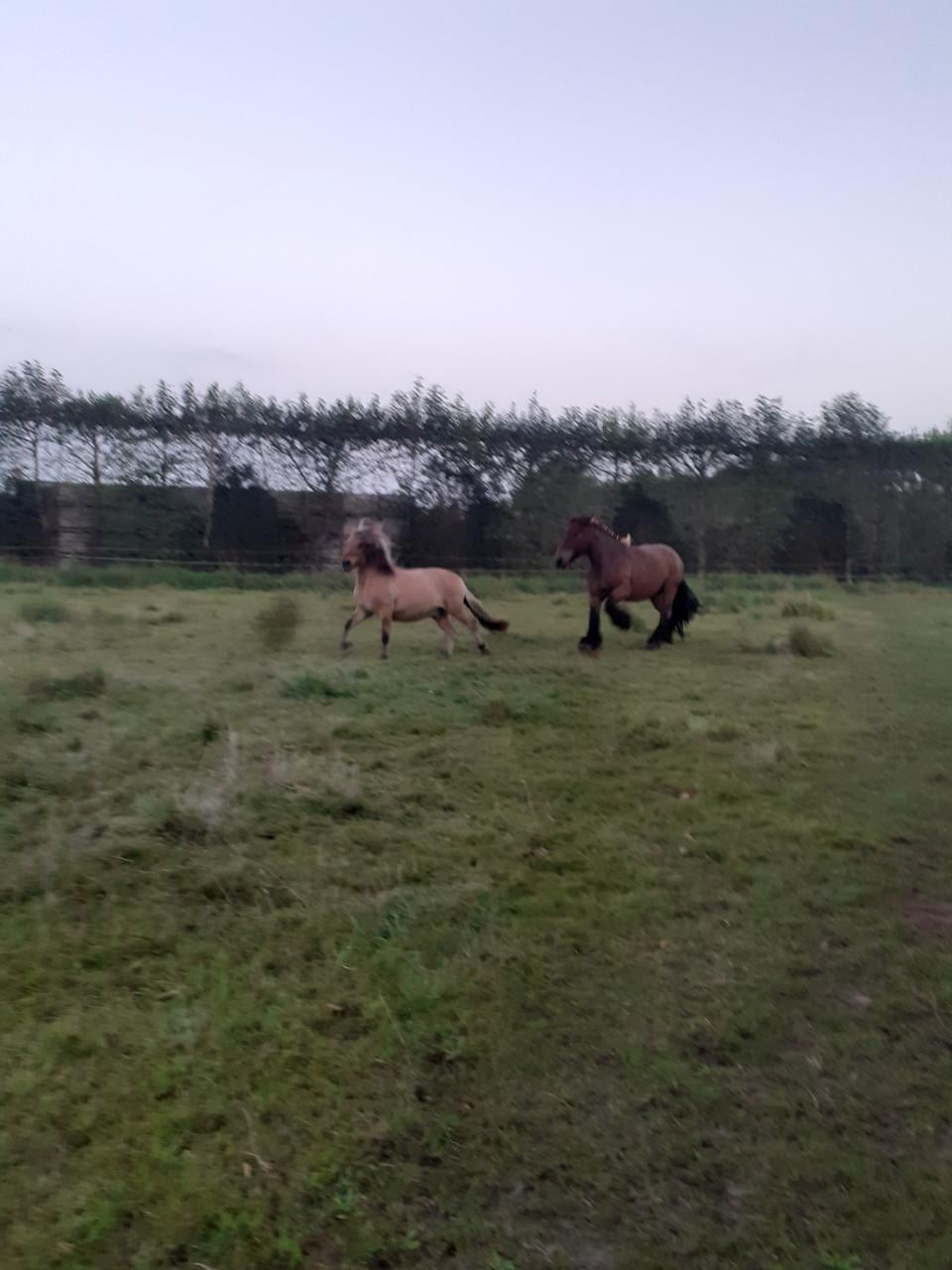 Paarden stalling