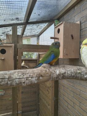Turquoisine parkieten