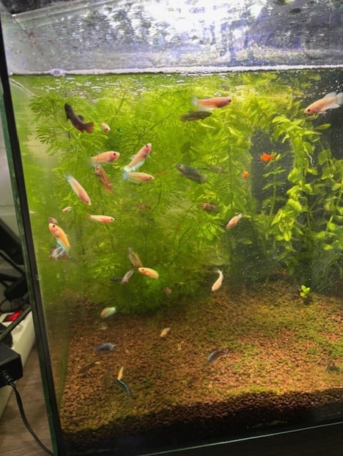 Vissen en planten