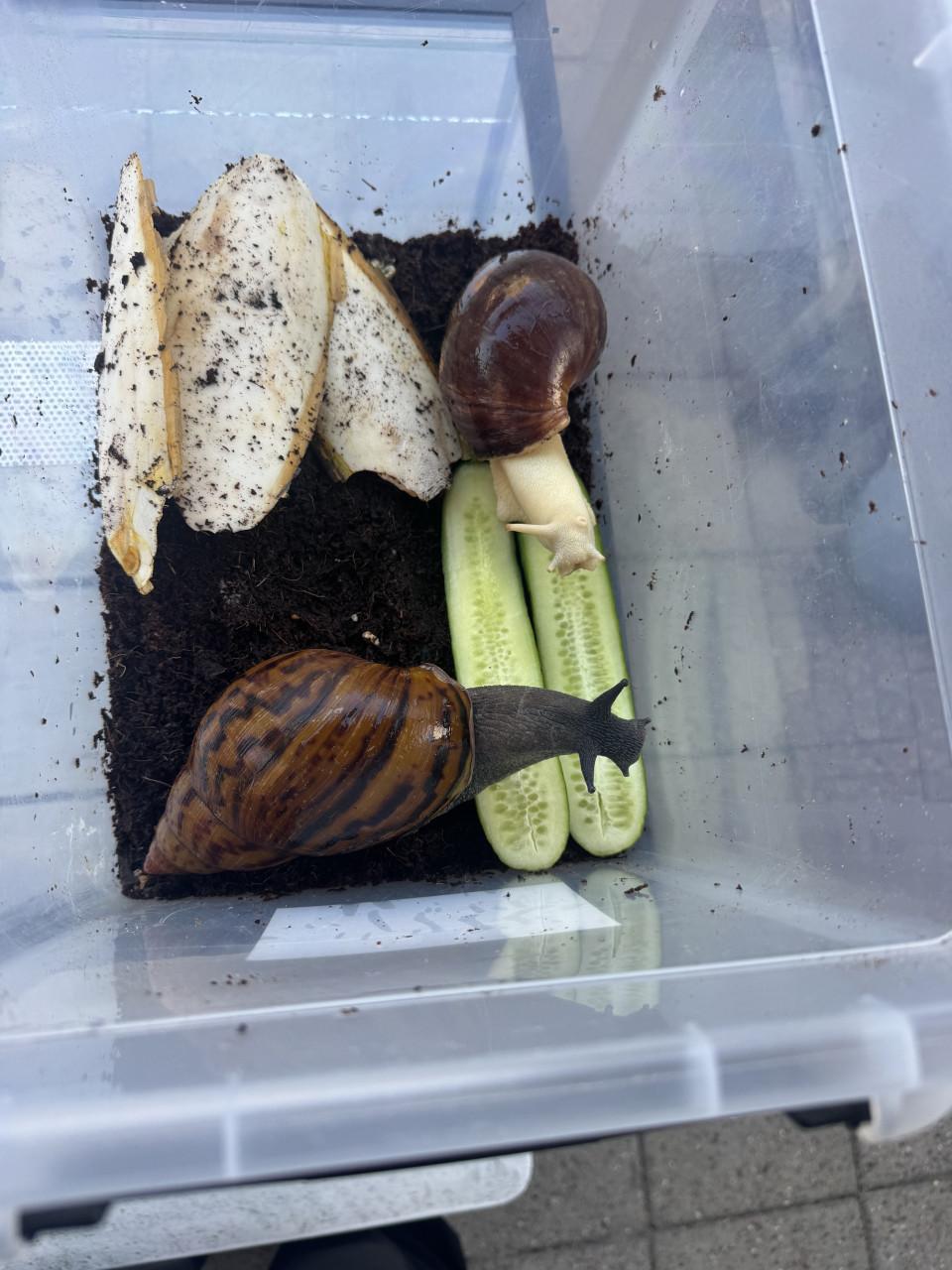 Grote Agaath slakken