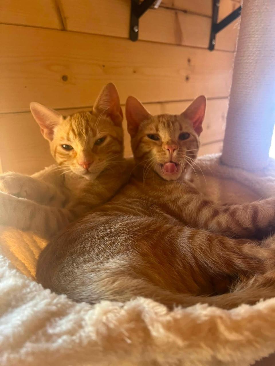 Deze lieve kittens zoeken een lief baasje!