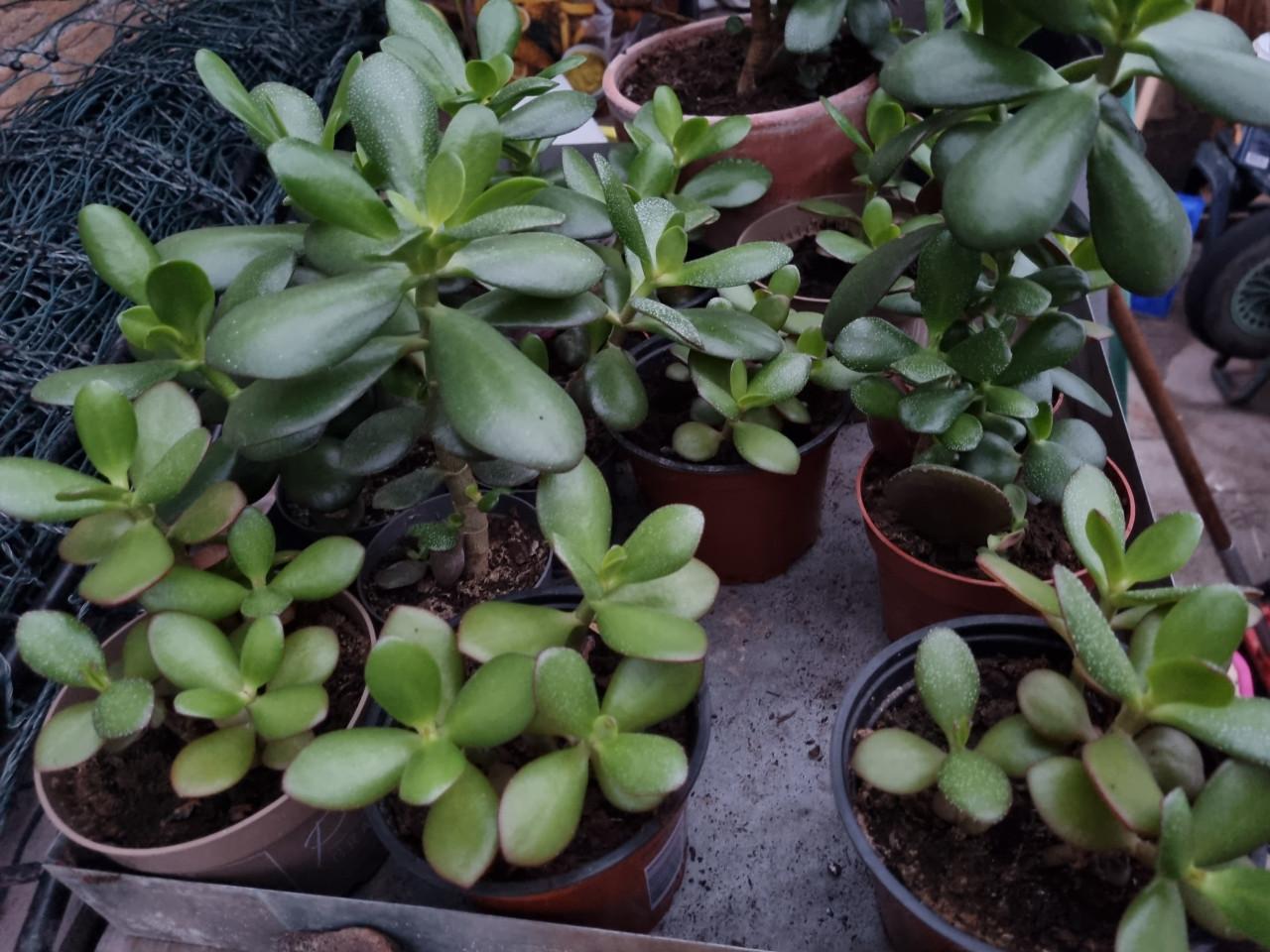 Vetplanten - jadeplanten