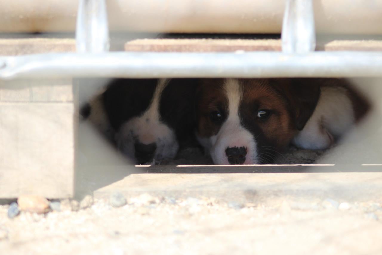 Alora Dog Rescue: Freddy laat je hart smelten
