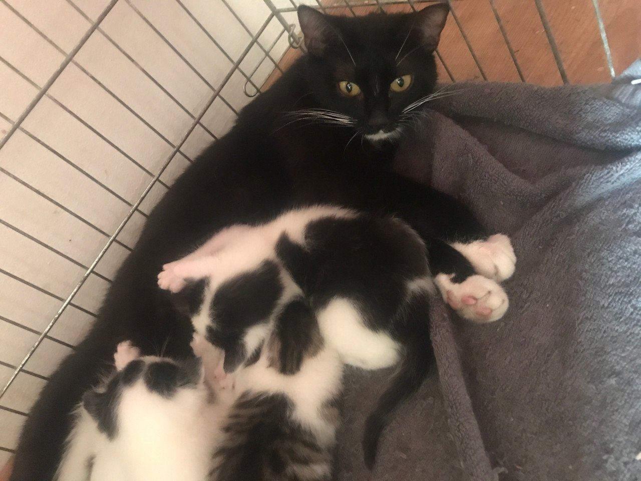 Kittens zoeken liefdevol nieuwe thuis