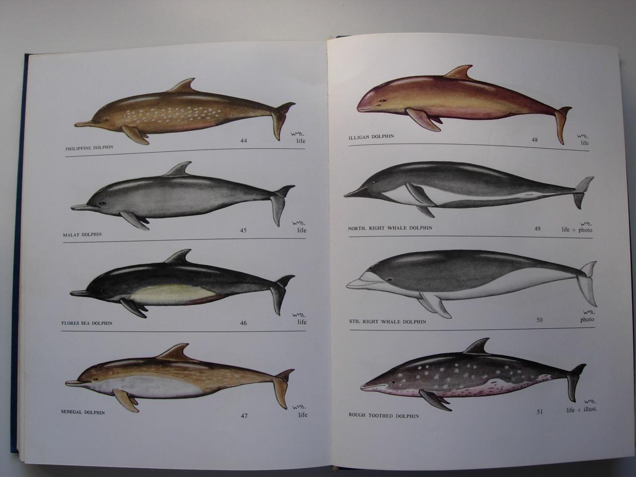 Uniek boek over walvissen en dolfijnen “Field guide of whales and dolphins”