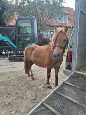 Te koop Shetland merrie