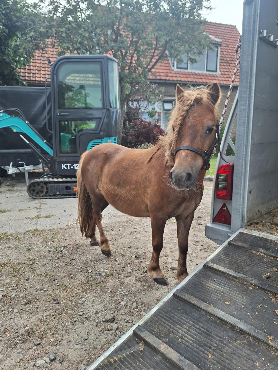Te koop Shetland merrie