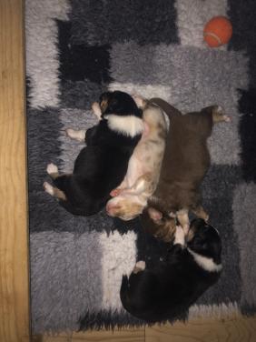 Australian shepherd pups met stamboom!!