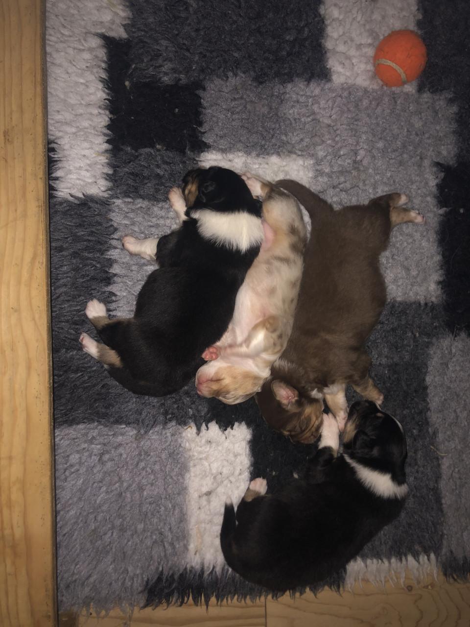 Australian shepherd pups met stamboom!!