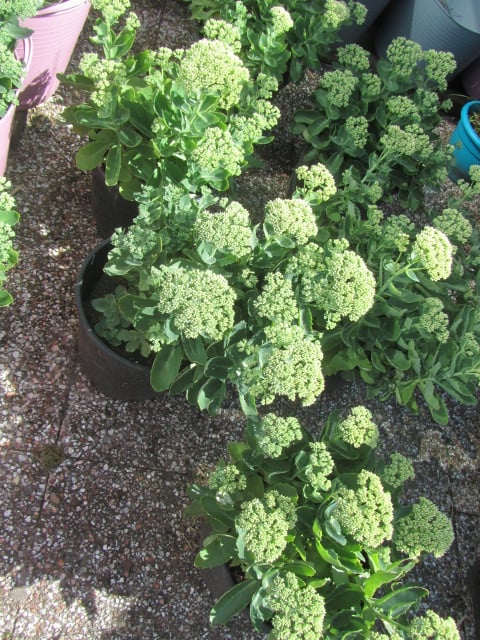 Sedum planten