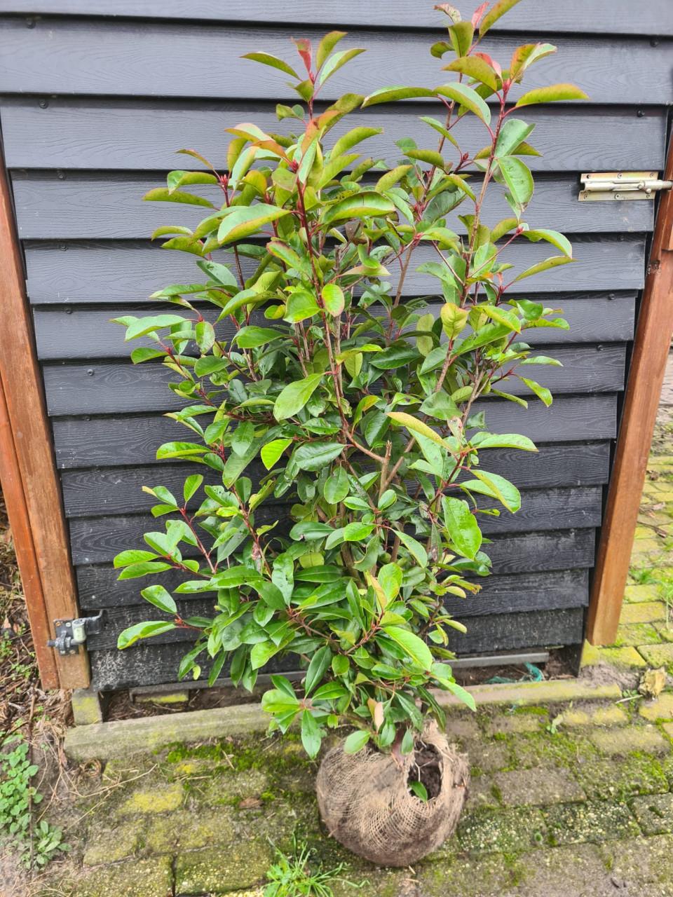 Photinia Fraseri Red Robin haagstruiken in alle maten