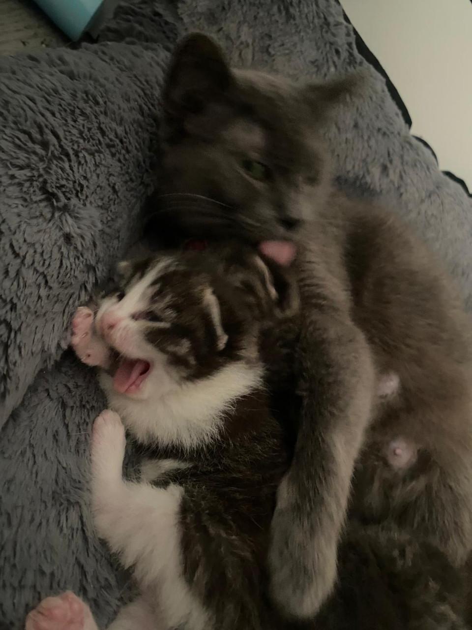 Kittens