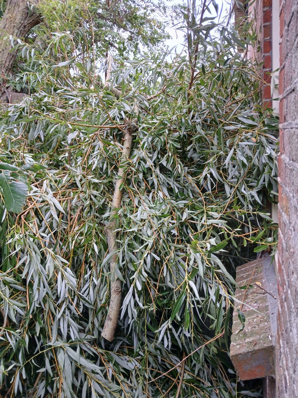 Wilgenhout van getopte boom