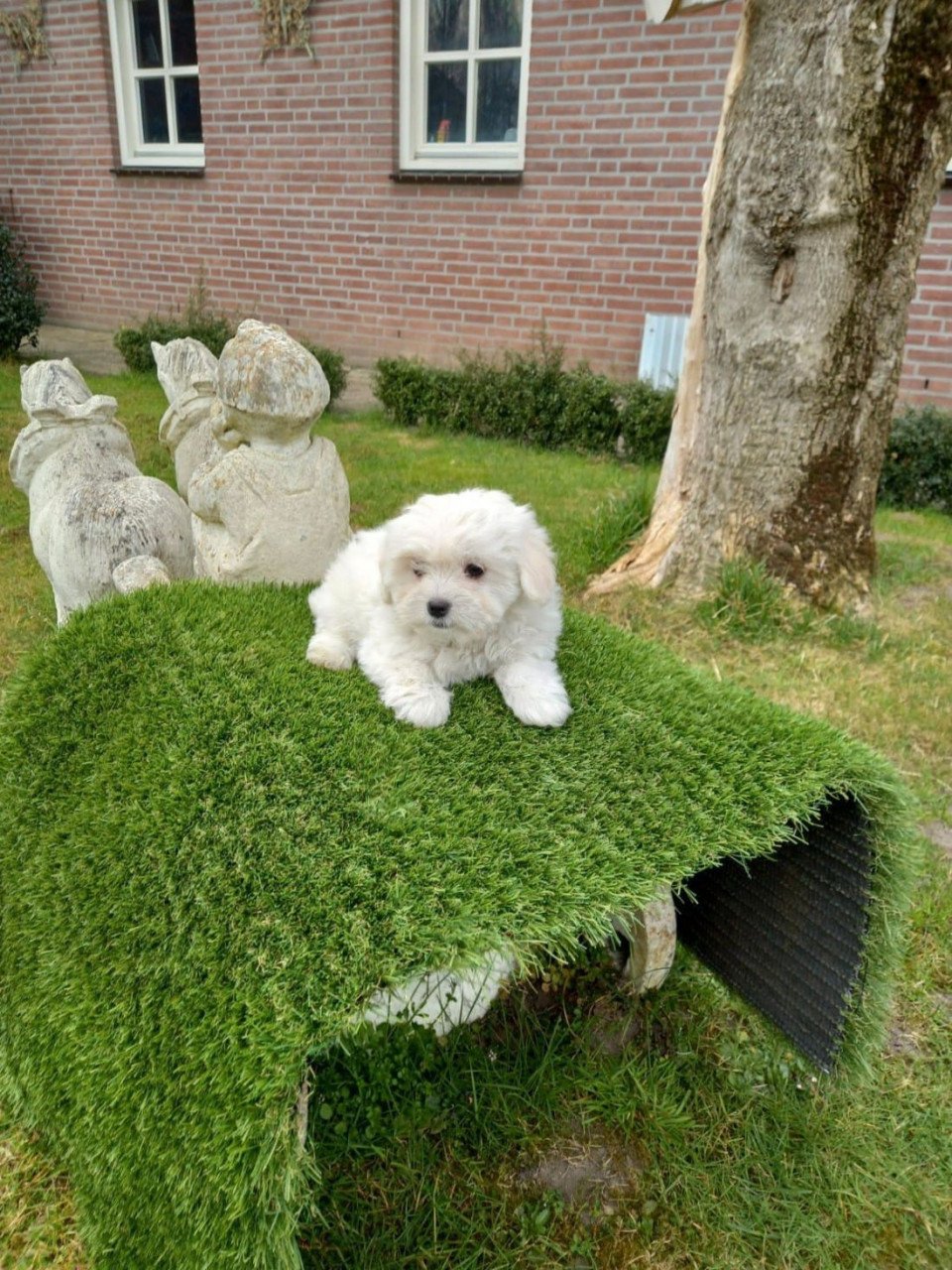 Maltezer pup