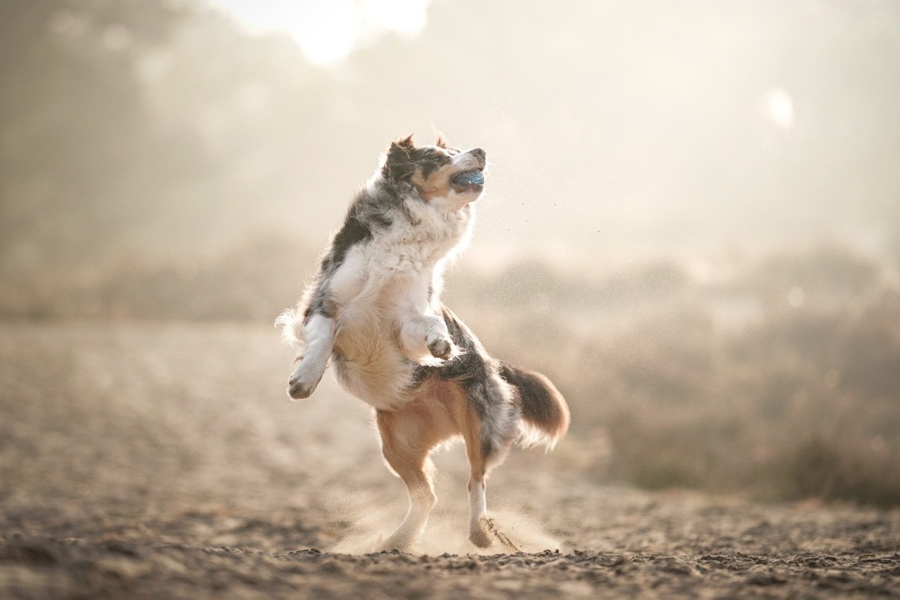Nieuw huisje voor onze hond