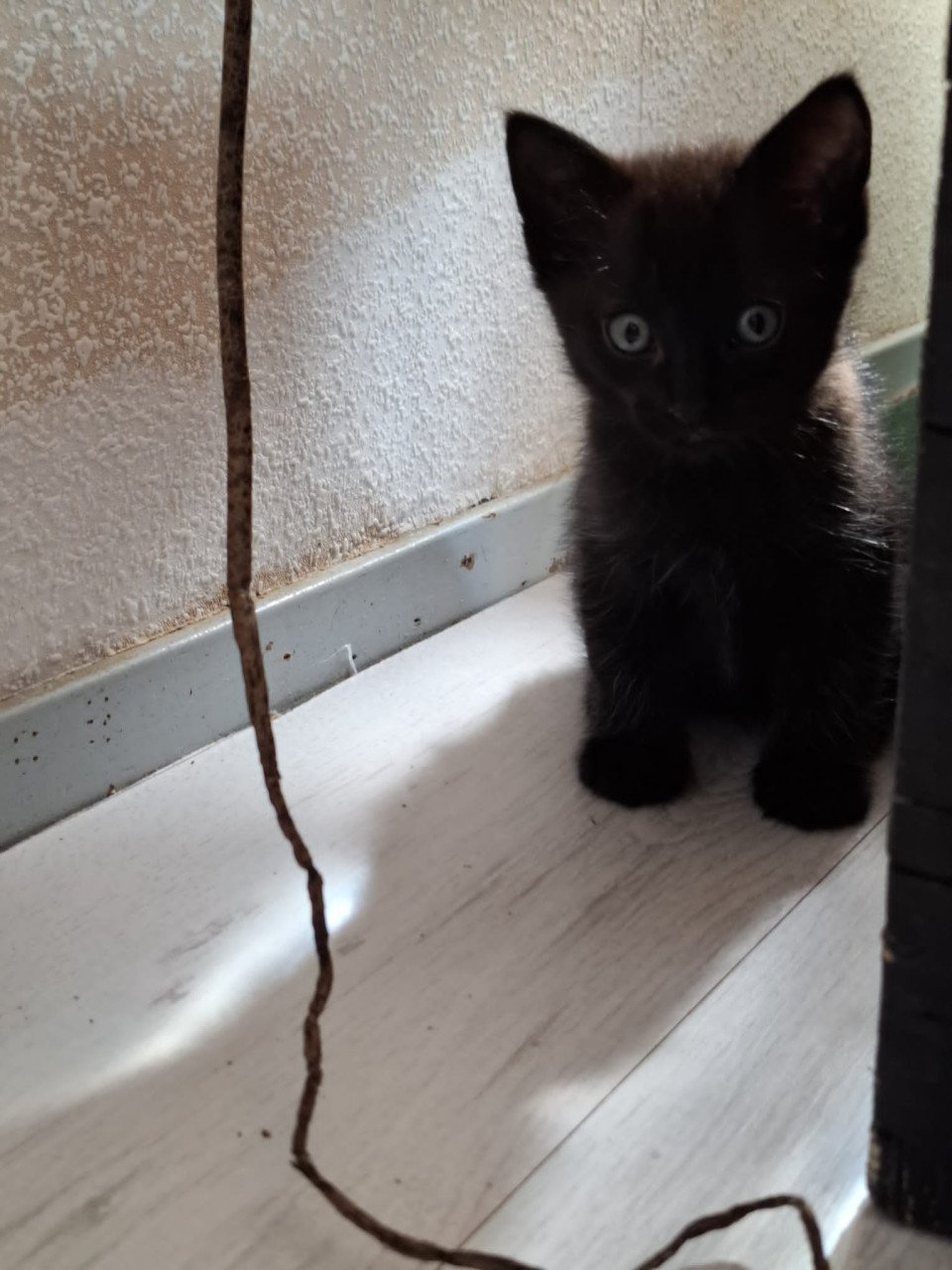 Kittens