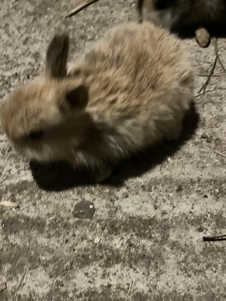 6 schattig baby konijntjes