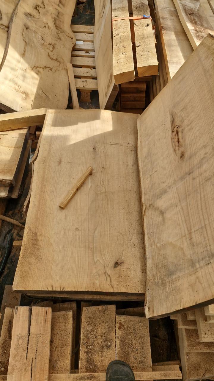Boomstam schaaldelen leuk voor tafel, barblad of wandplank