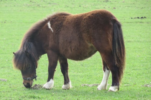 Shetlander
