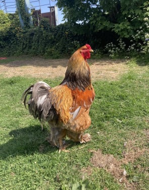 Broedeieren Jersey Giant, Brahma, zijdehoen en groenlegger