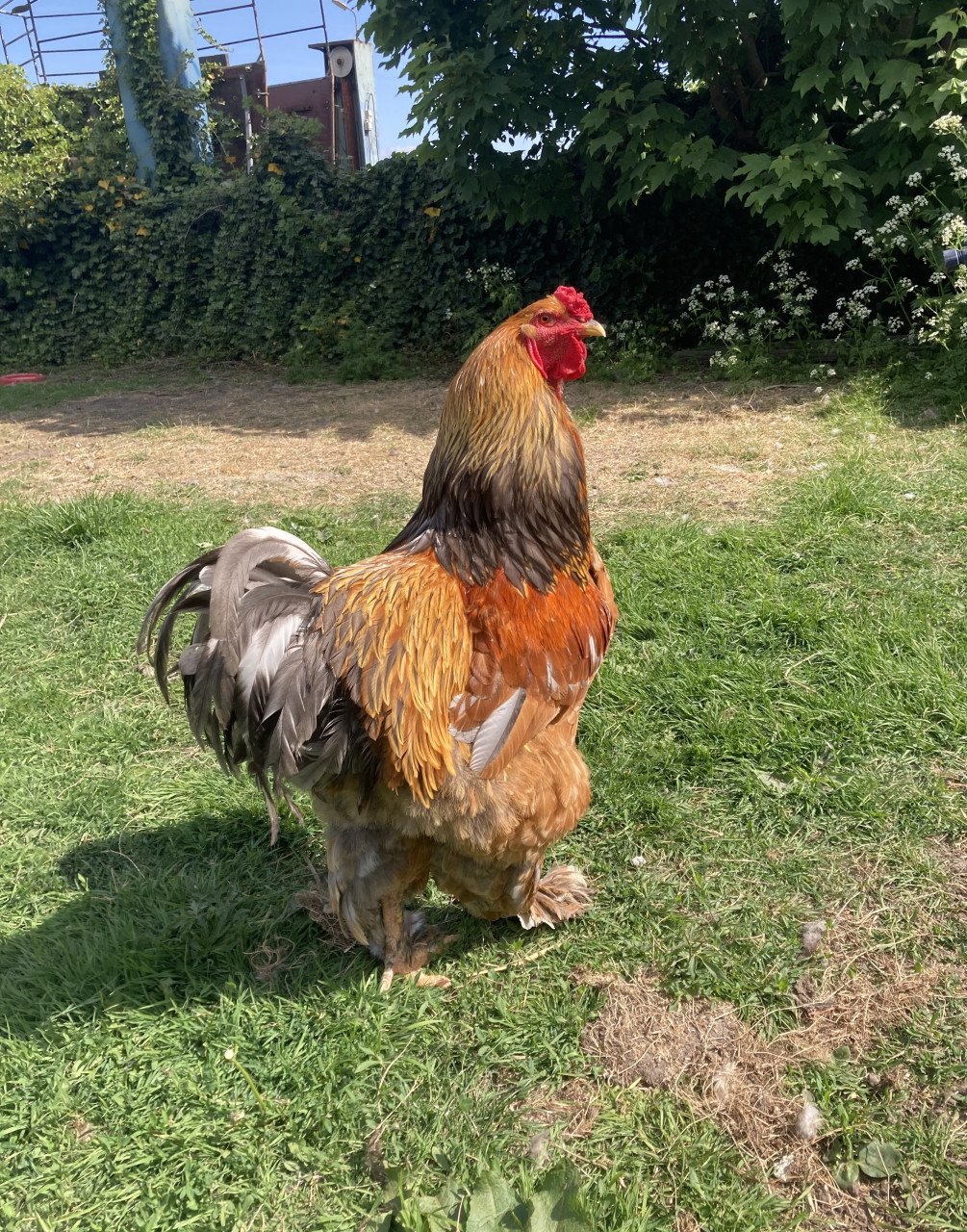 Broedeieren Jersey Giant, Brahma, zijdehoen en groenlegger