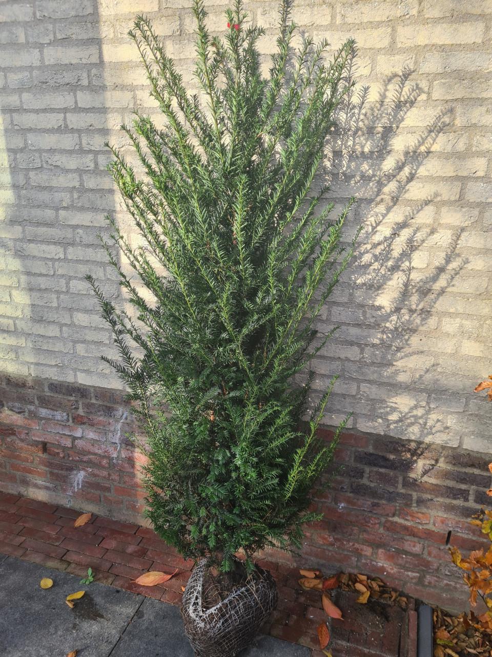 Taxus Baccata haagplanten vanuit de volle grond
