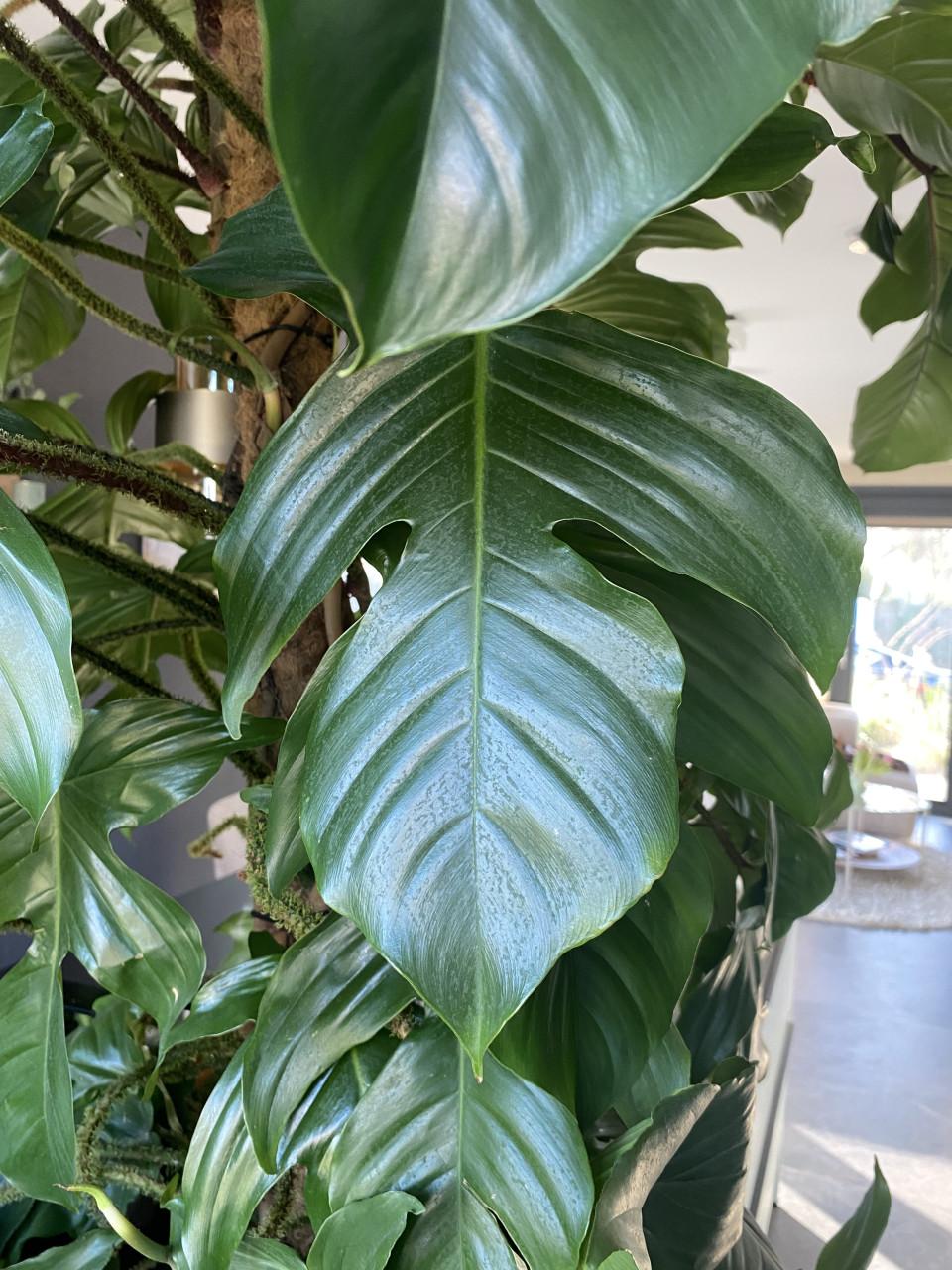 Prachtige, grote nieuwe kamerplant