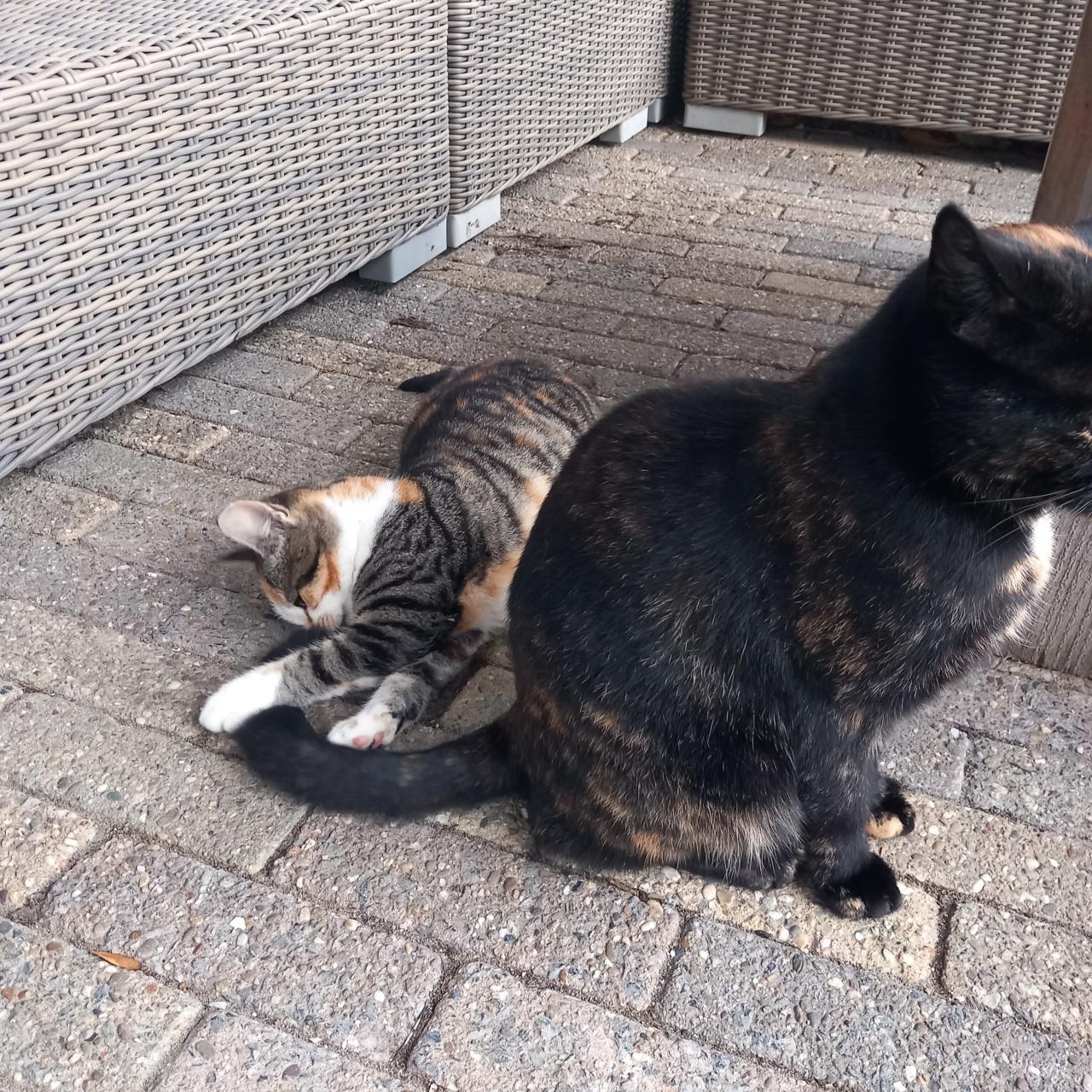 Prachtig kitten poesje