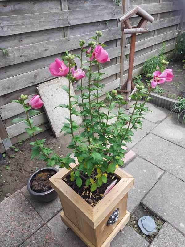 Zeeuwse knop bloembak L32 x B35 x H45 10jr Jubileum actie