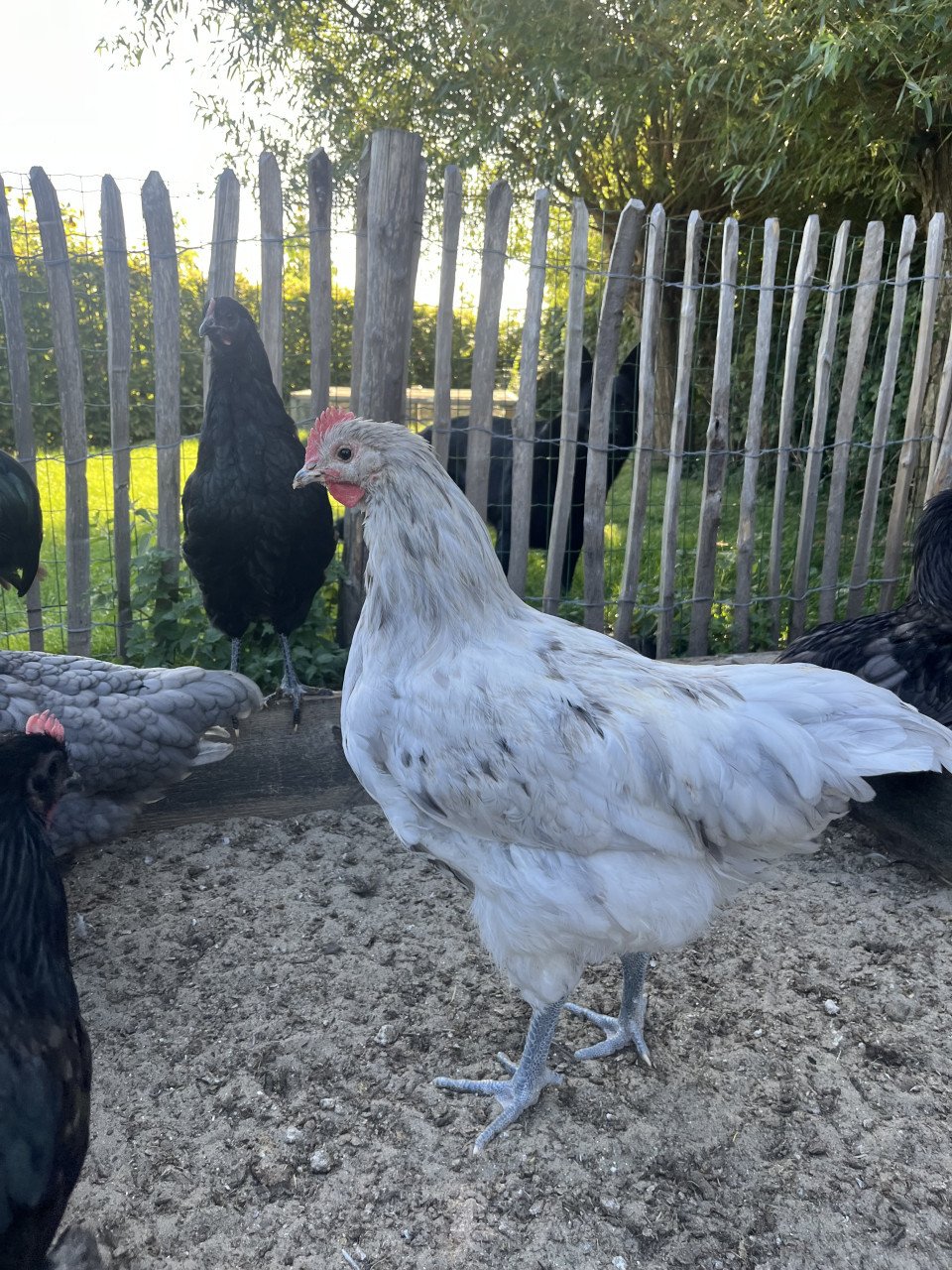 Australorp hanen wit/grijs en zwart