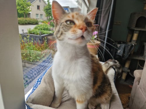 Poes van 7 jaar oud zoekt nieuw huisje