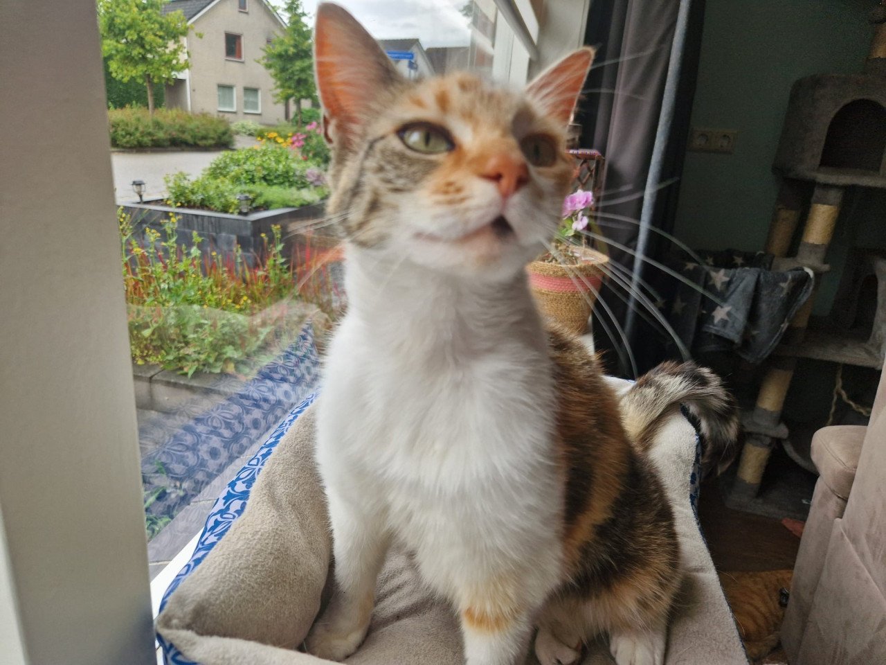Poes van 7 jaar oud zoekt nieuw huisje