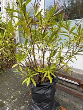 Gratis afhalen! Oleander met kluit