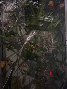 Aquariumplanten