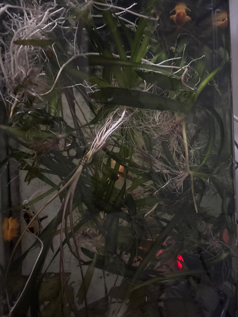 Aquariumplanten