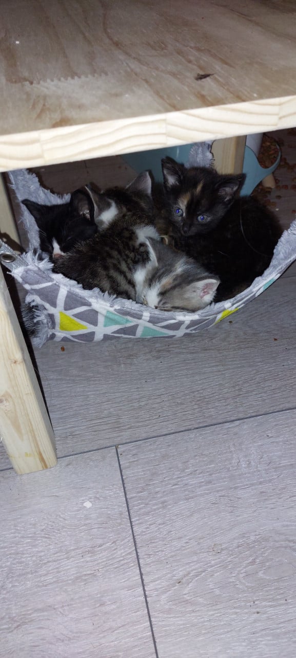 Kittens