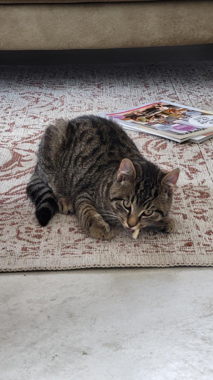 Twee boerderijkittens