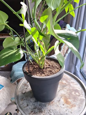 Kamerplant